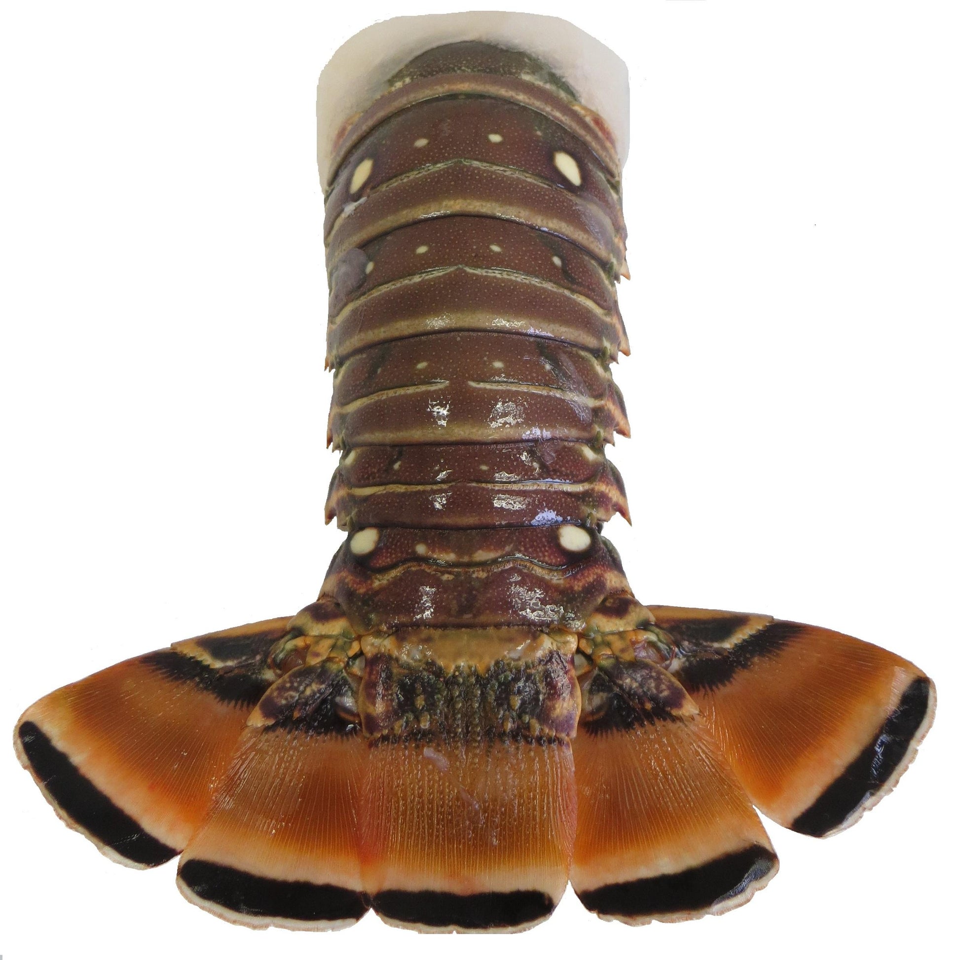8oz Warm Water Lobster Tail