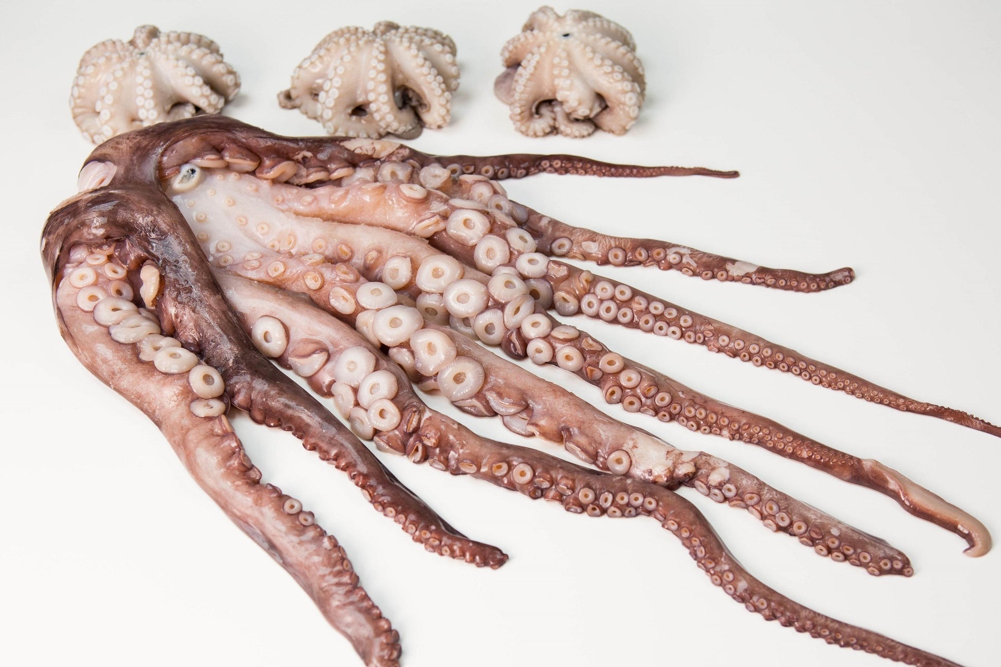 Spanish Octopus 4-6lb