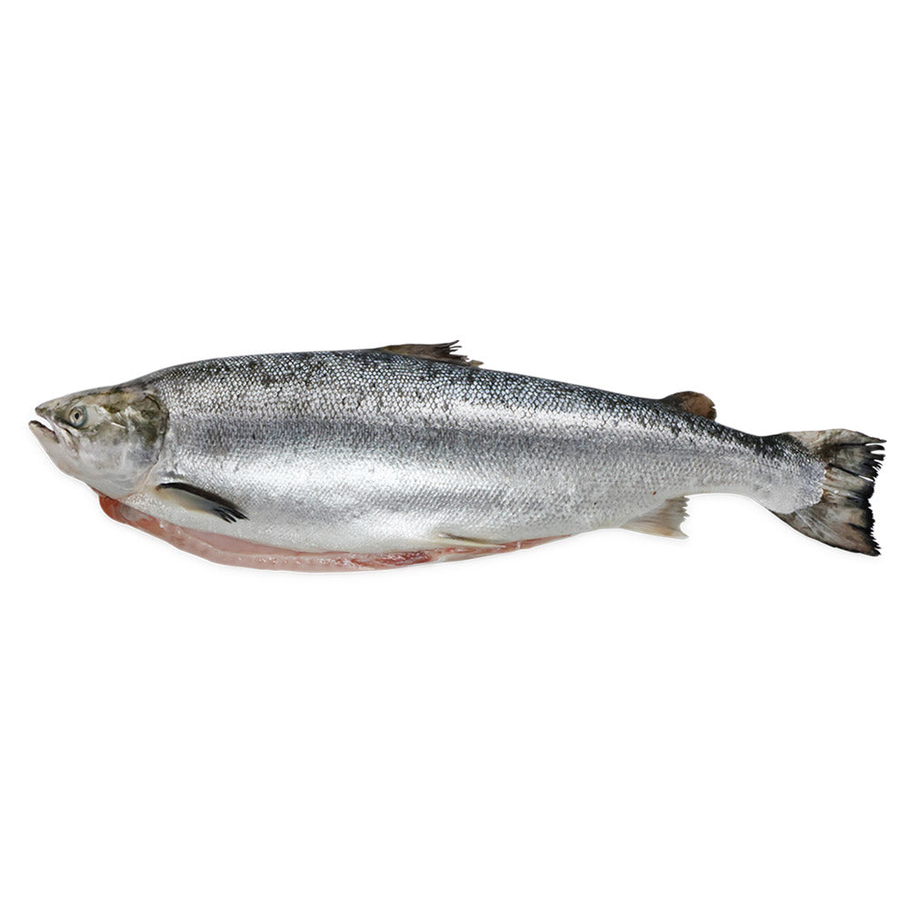 Whole Atlantic Salmon