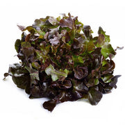 Red Leaf Lettuce