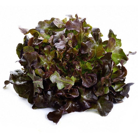 Red Leaf Lettuce