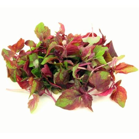 Shiso Purple Cress