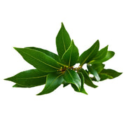 Fresh Bay Leaf