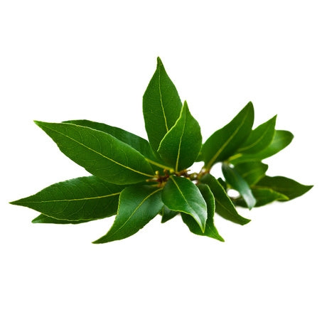 Fresh Bay Leaf