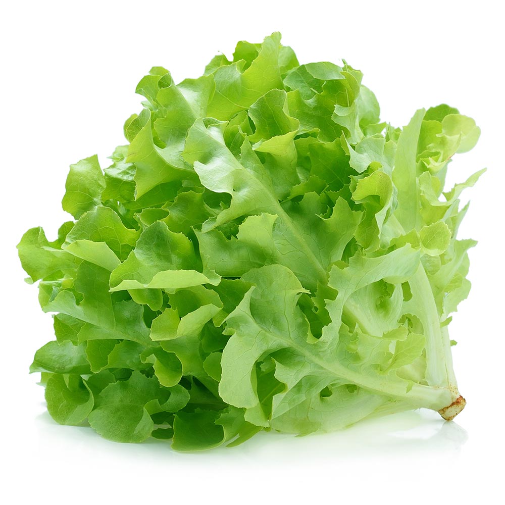 Baby Oak Green Lettuce