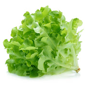 Baby Oak Green Lettuce