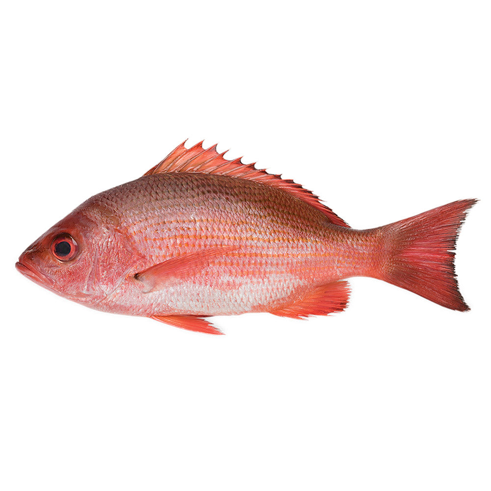 2-4lb Whole American Red Snapper
