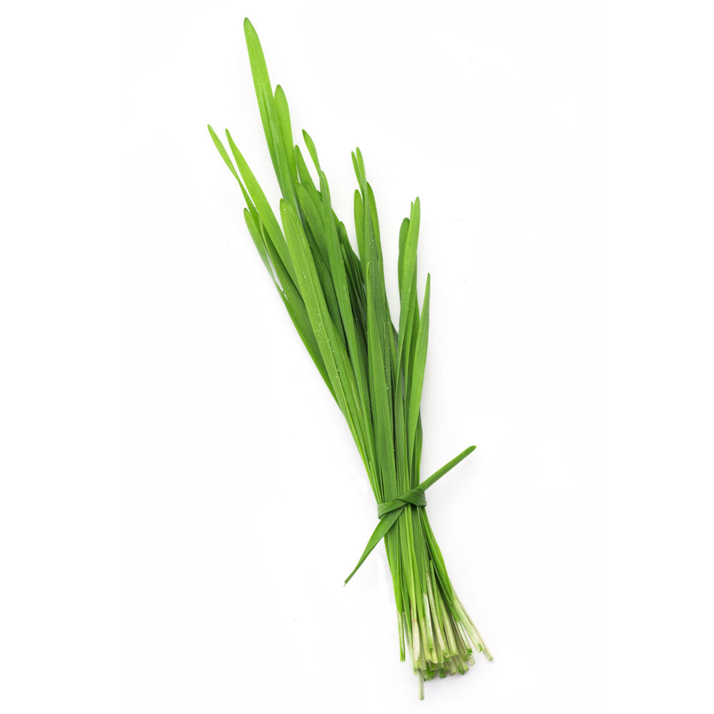 Wheat Grass