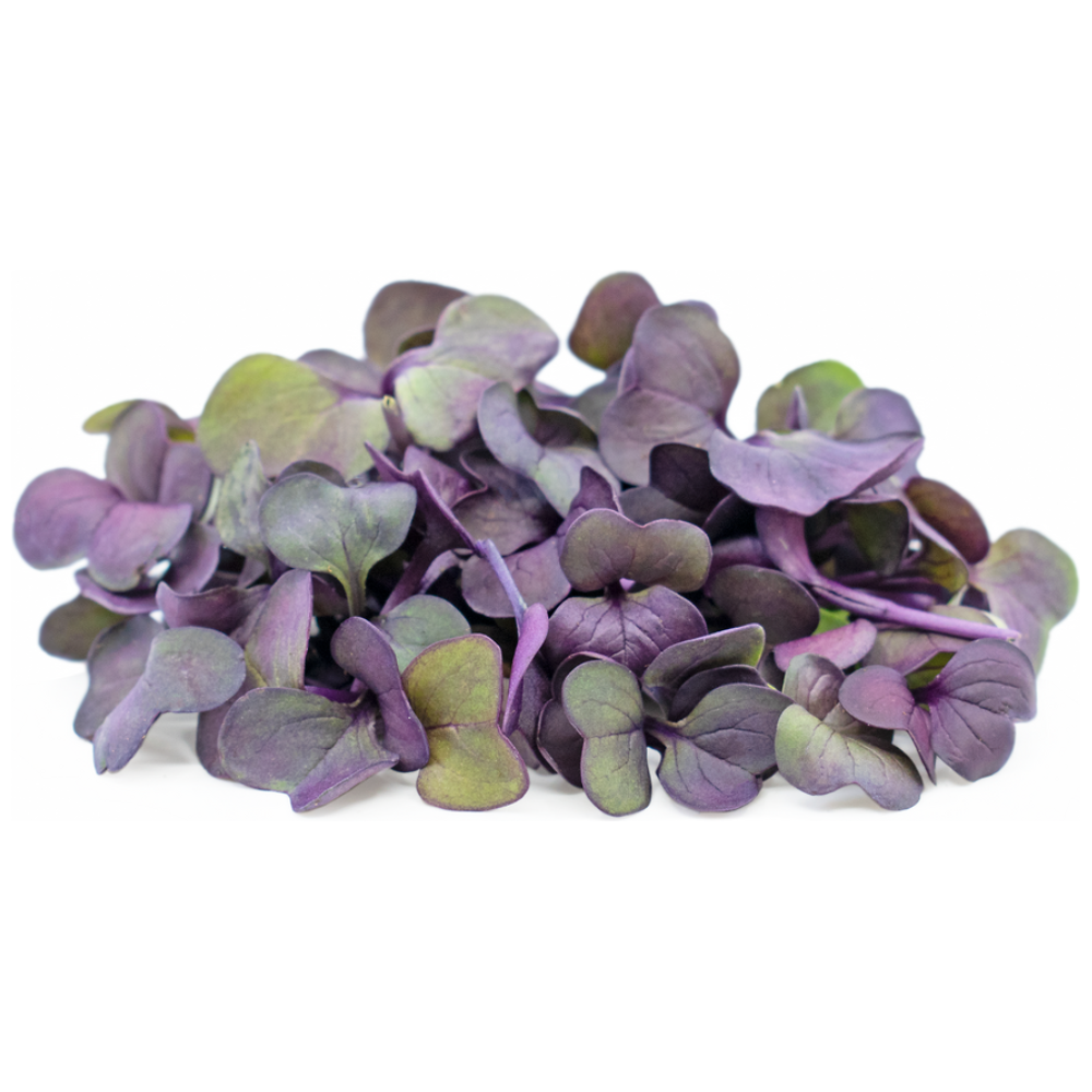 Micro Ruby Radish