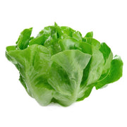 Hydroponic Lettuce