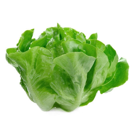 Hydroponic Lettuce