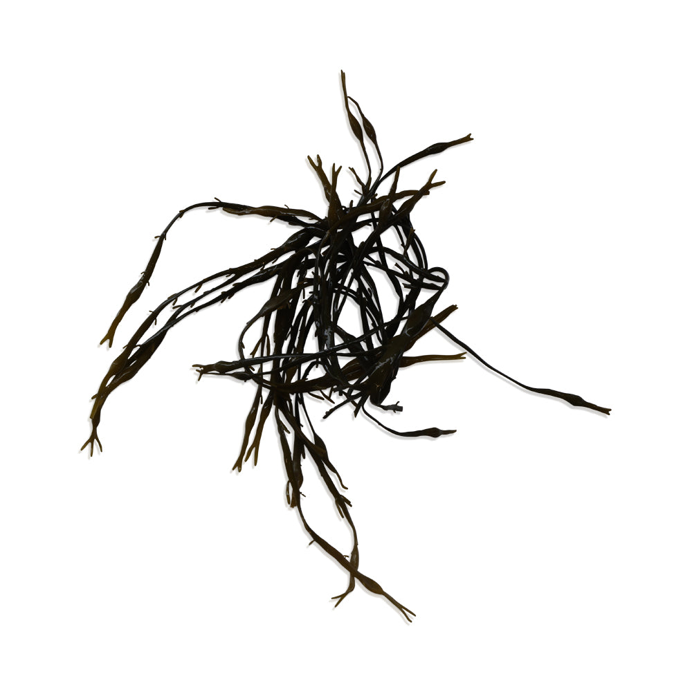 Fresh Seaweed 10lb