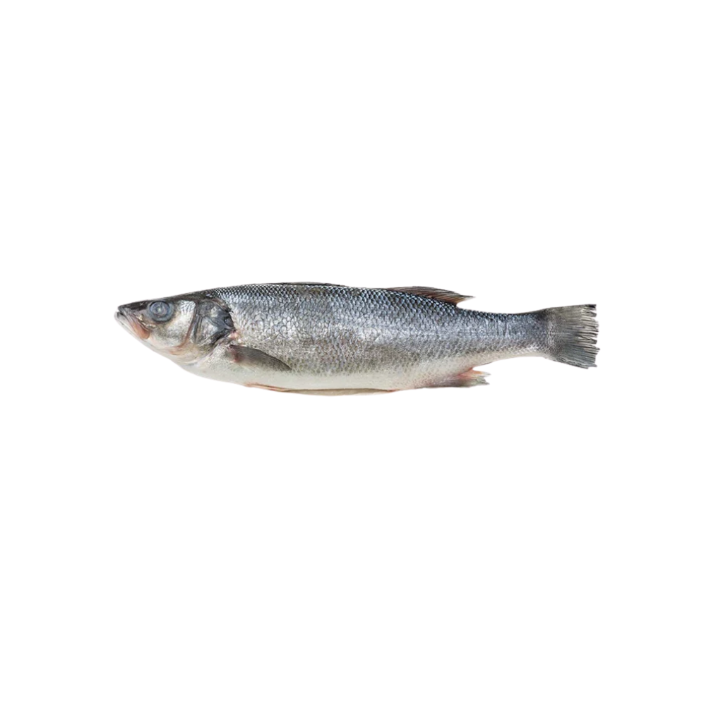 800/1000g Whole Branzino FWB Skin On PBO