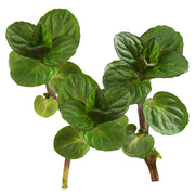 Micro Mint
