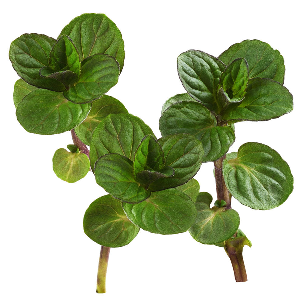 Micro Mint