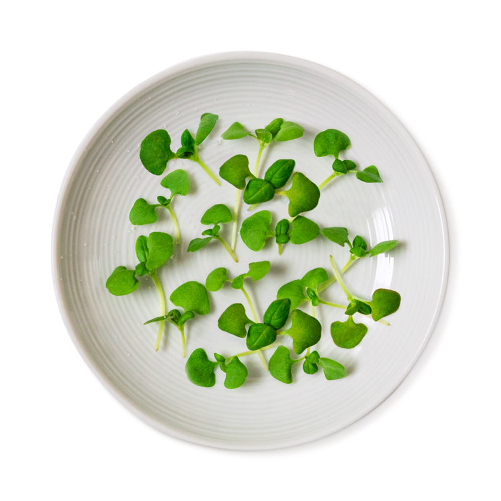 Micro Basil