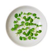 Micro Basil