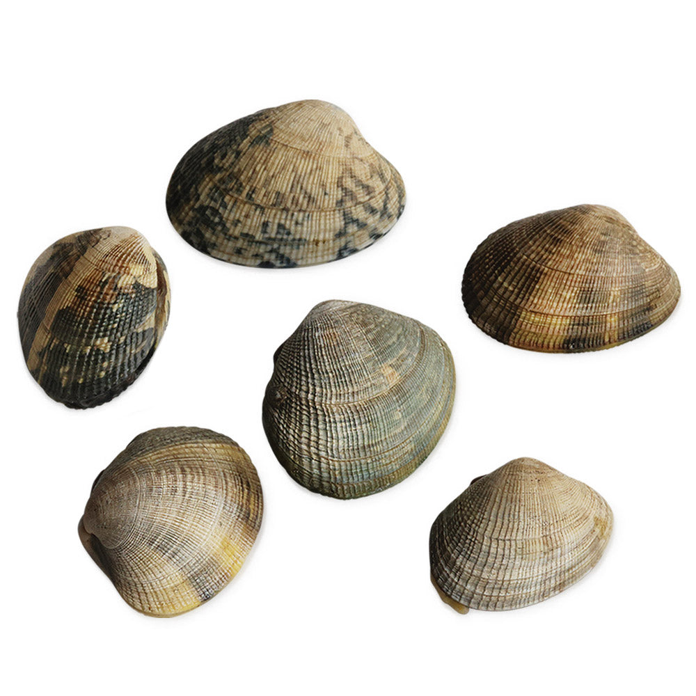 Clam Chowder Quahog
