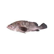Whole Frozen Grouper