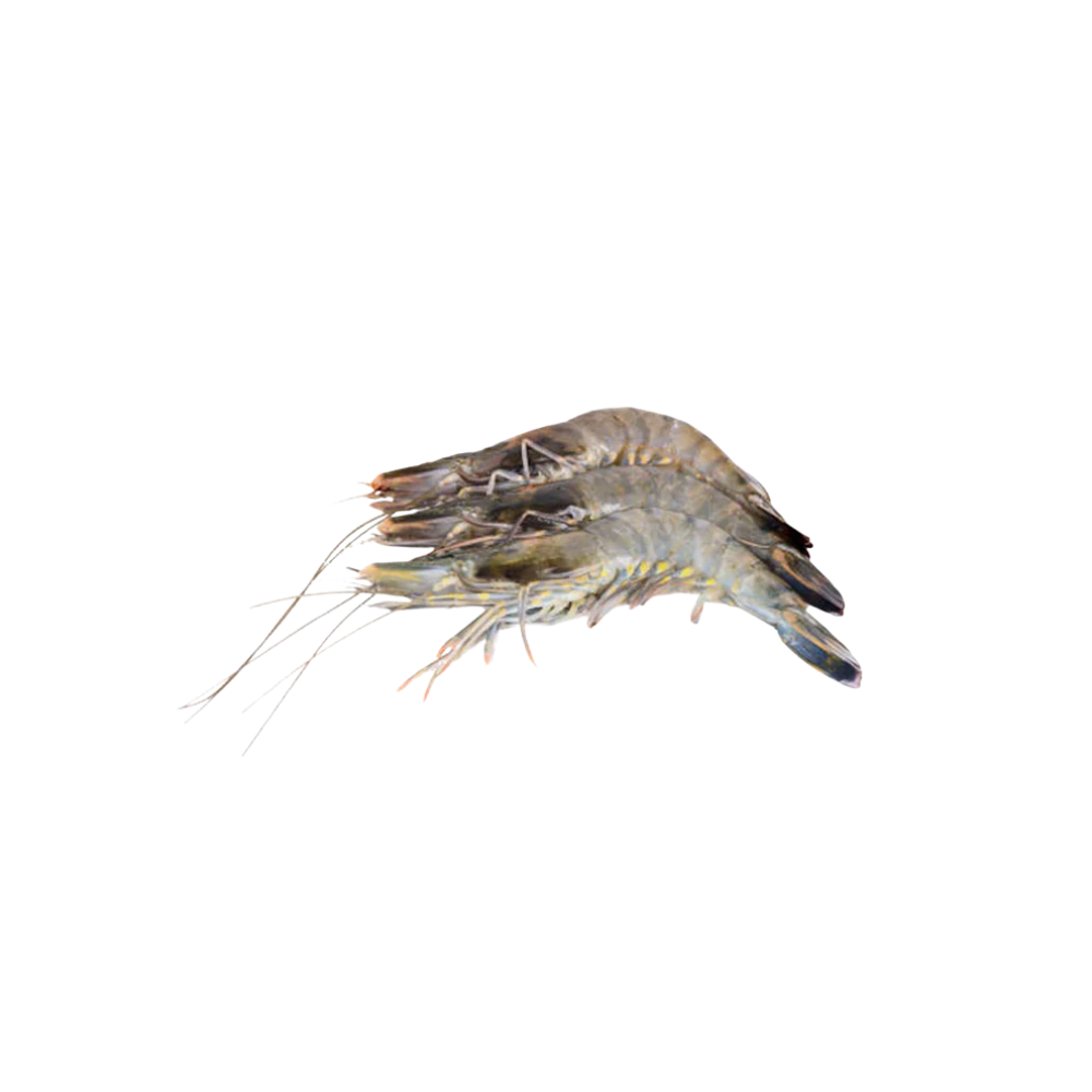 Australian Prawns Head On Tiger