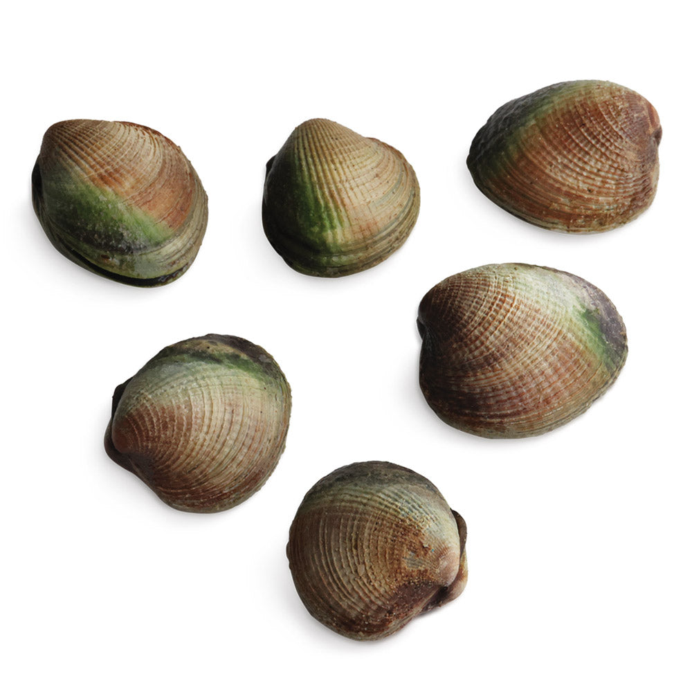 Cockle Clams from New Zealand