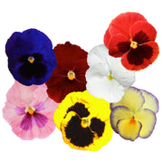 Edible Pansy Flowers