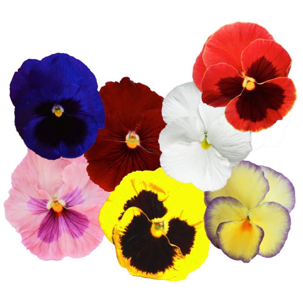 Edible Pansy Flowers