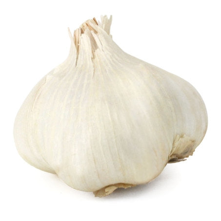 Elephant Garlic