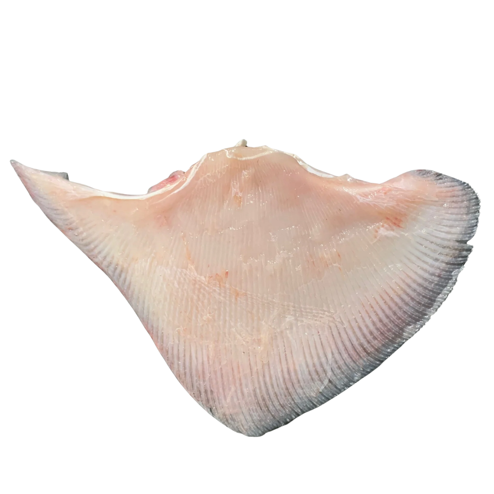 Fresh Skate Wing With Bone In