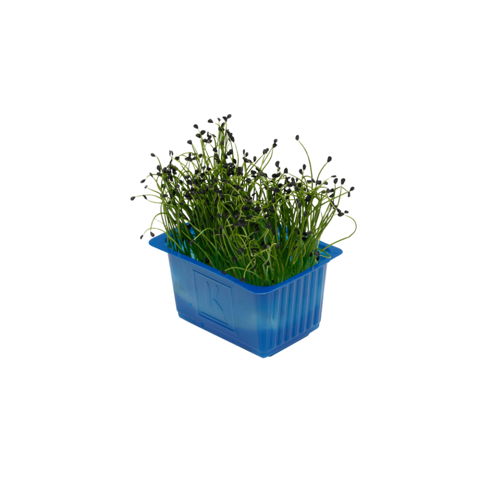 Cress Rock Chive