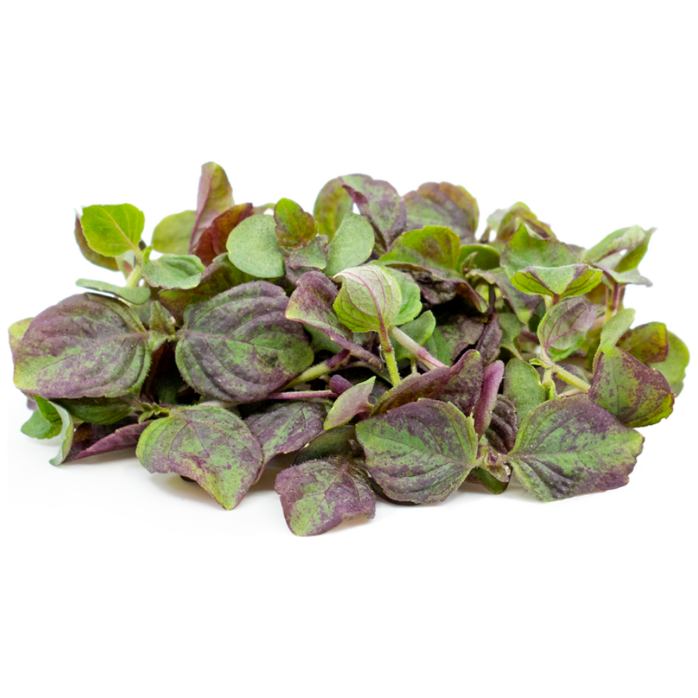Micro Red Shiso