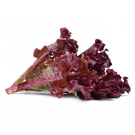 Baby Red Oak Lettuce