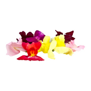 Micro Snap Dragon Flowers