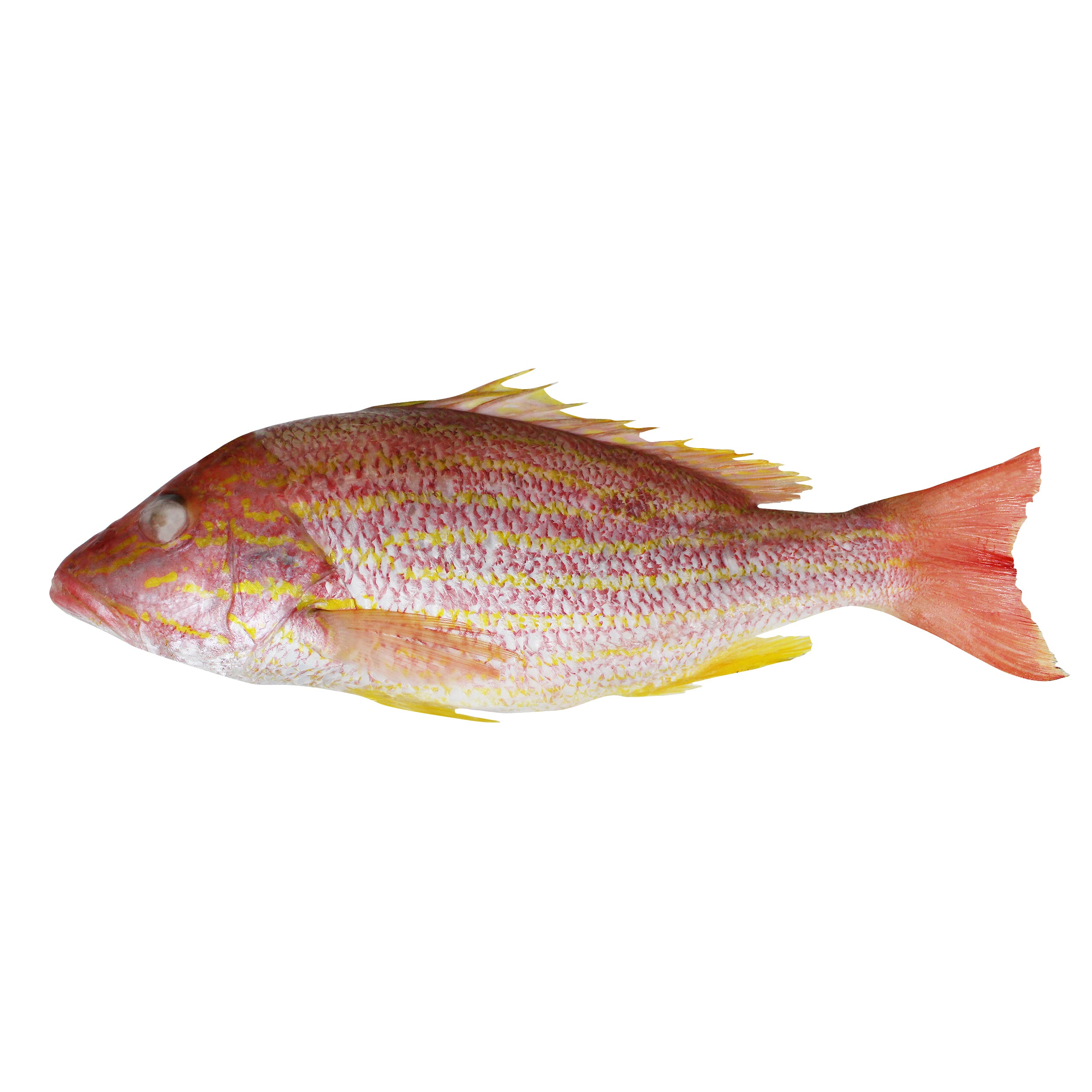Red Lane Snapper