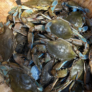 Blue Claw Crab Whole