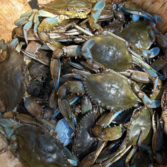 Blue Claw Crab Whole