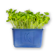 Daikon Cress