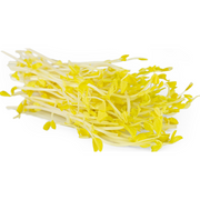 Golden Pea Shoot