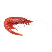 Extra Large Head On Red Prawns