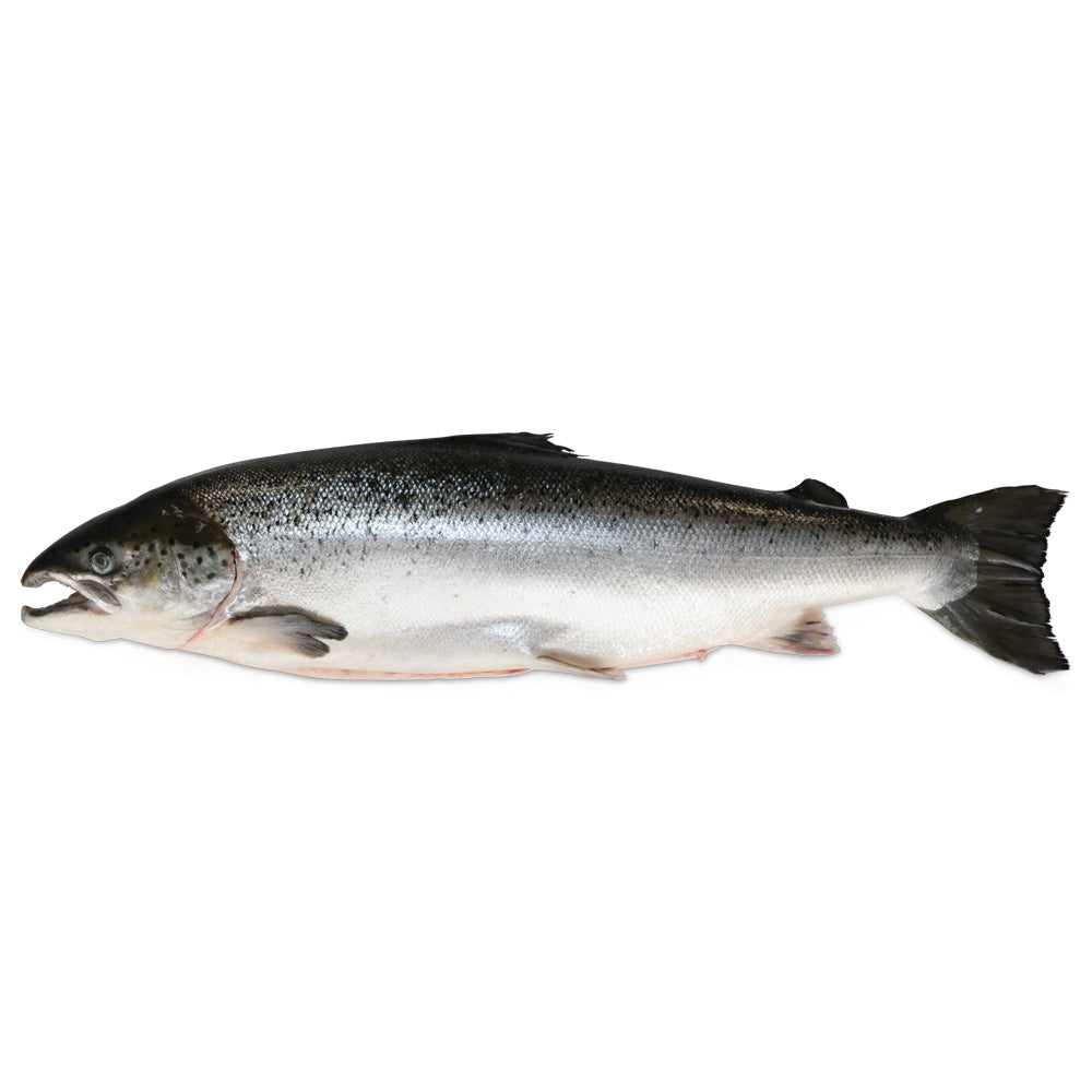 Whole 5/6kg Faroe Island Salmon