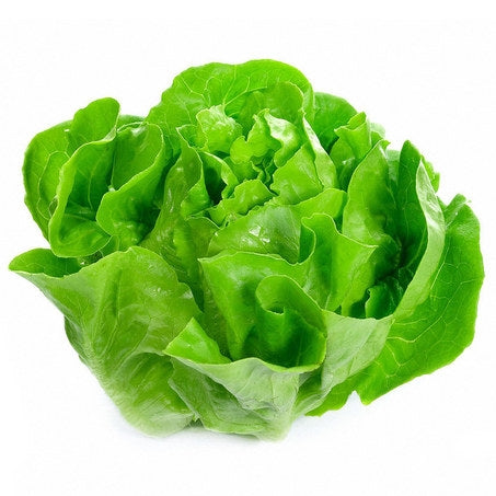 Boston Lettuce