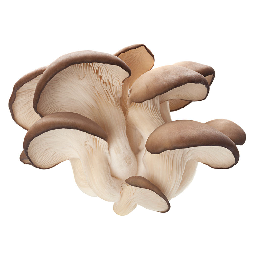 Oyster Mushroom