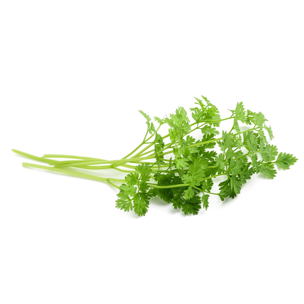 Chervil