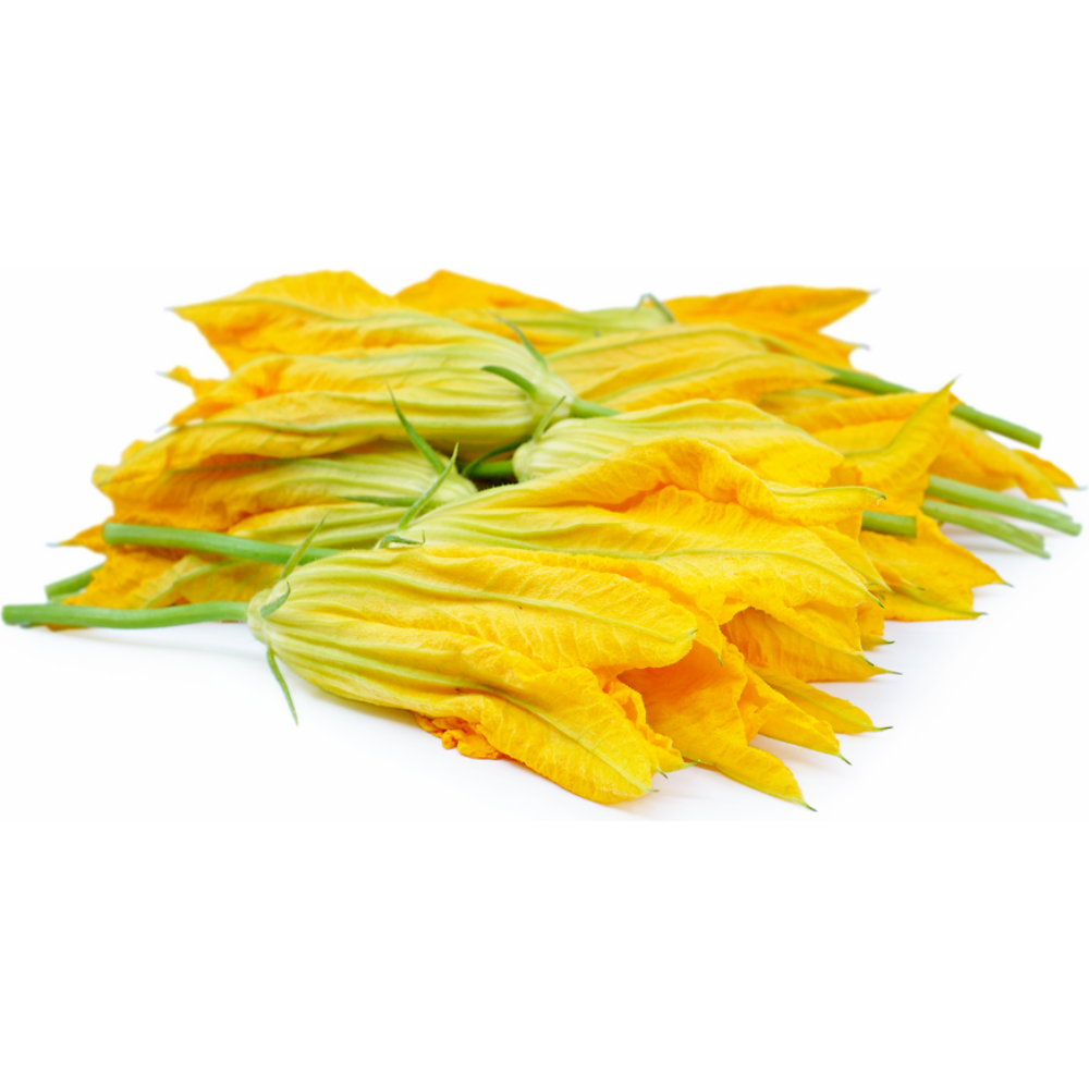 Holland Squash Blossom