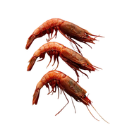 Medium Head On Prawns