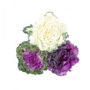 Flowering Kale