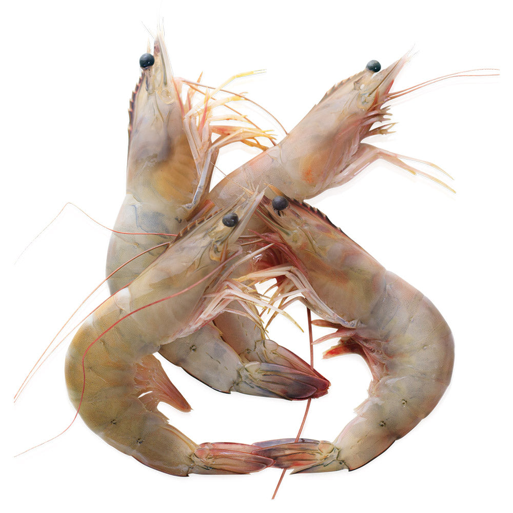 White Ecuadorian Shrimp U/5 Head On