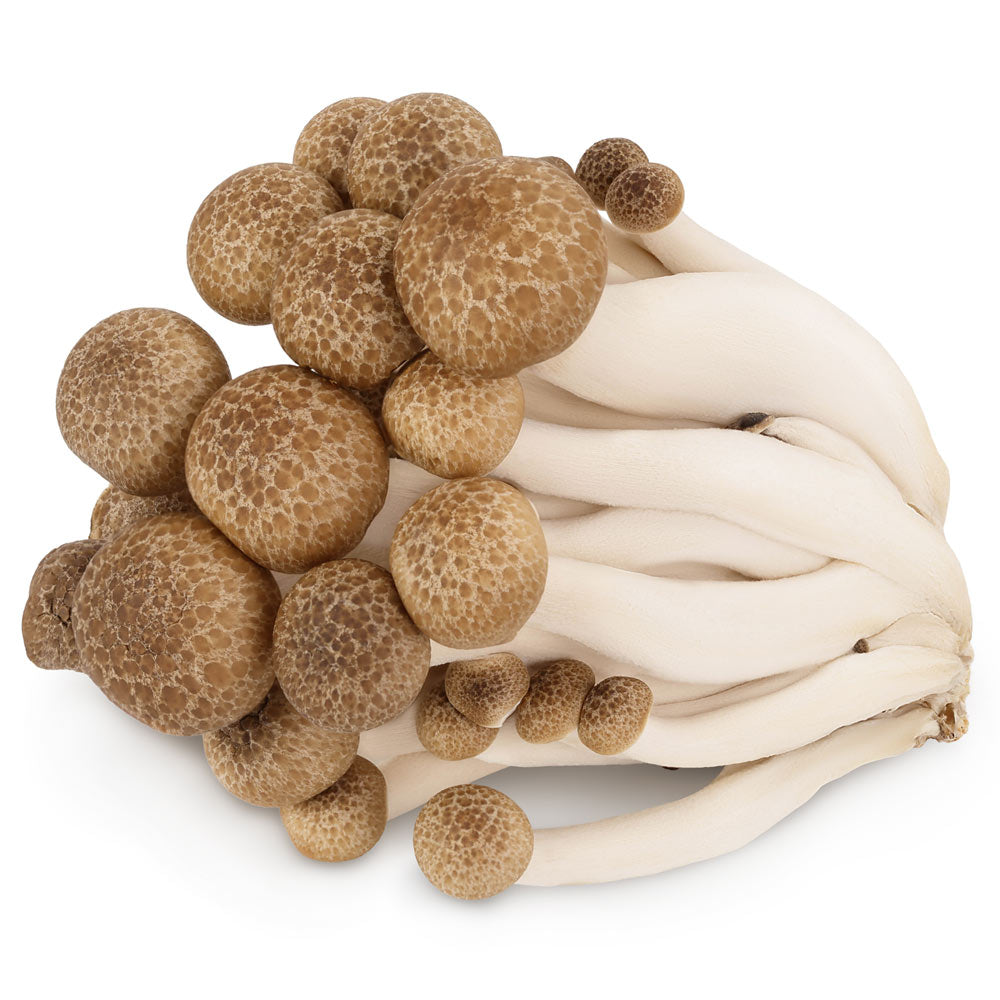 Hon Shimeji Mushroom (Beech)