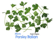 Micro Italian Parsley