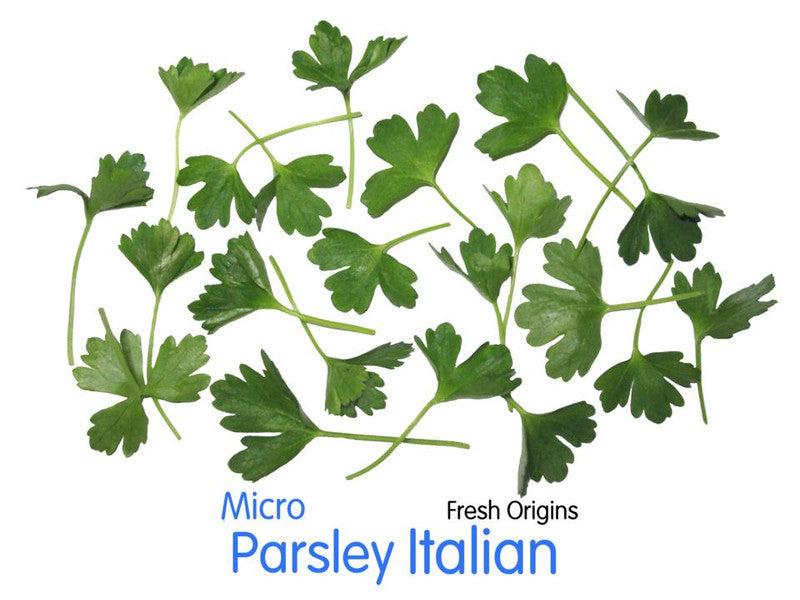 Micro Italian Parsley